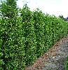 Thuja occidentalis 'Brabant' Heckenelement